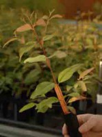 Plantio de mudas de eucalipto